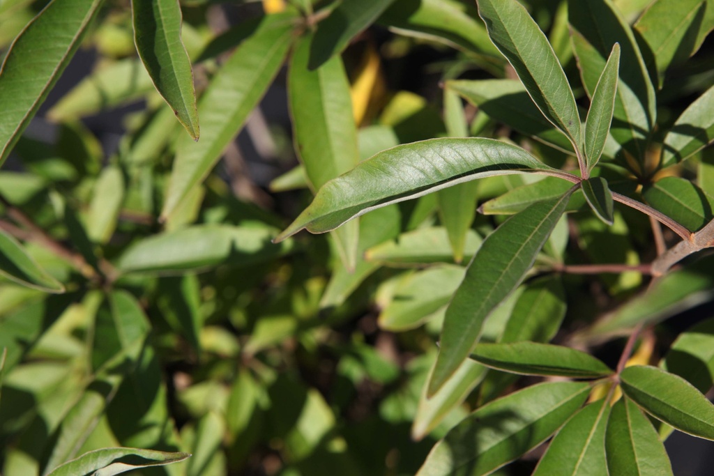 VITEX AGNUS-CASTUS PROVEN WINNERS® BLUE DIDDLEY