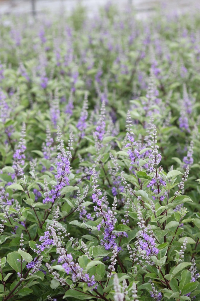 [VMCBL30C3] VITEX MAGICAL® CHICAGOLAND BLUES (Pot 3 liter, 30-40 cm)
