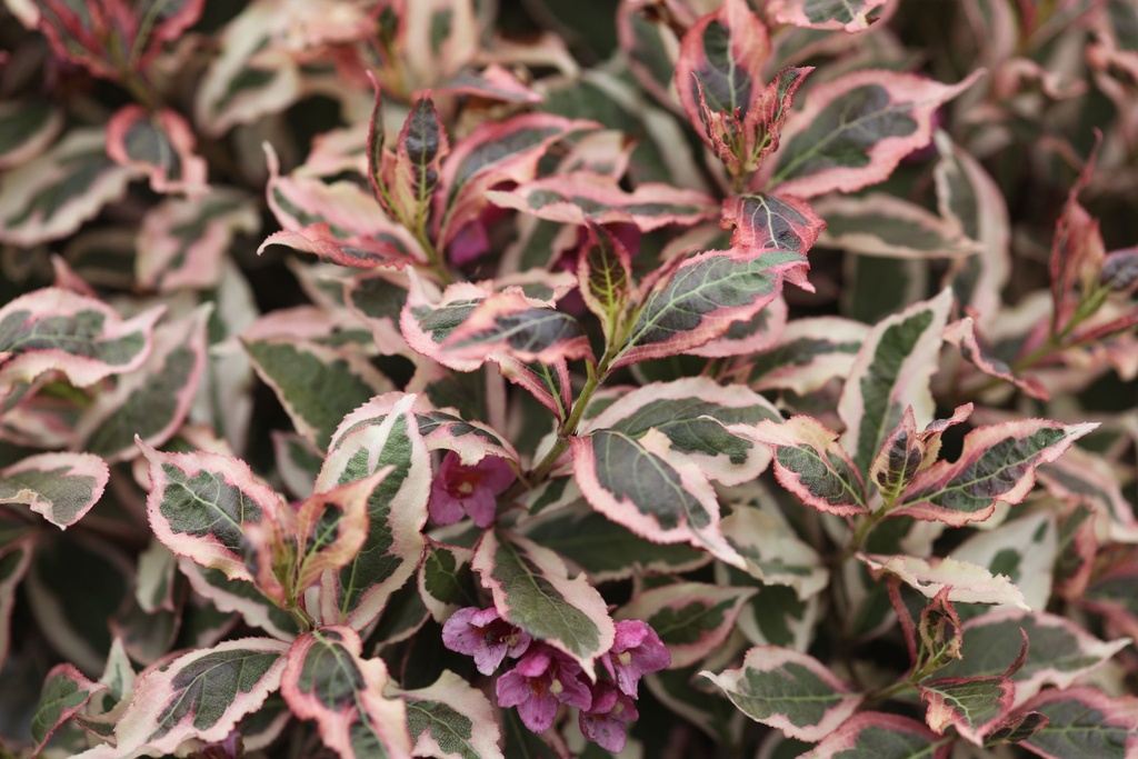 [WASMO3] WEIGELA ALL SUMMER® MONET (Pot 3 liter, 30-40 cm)