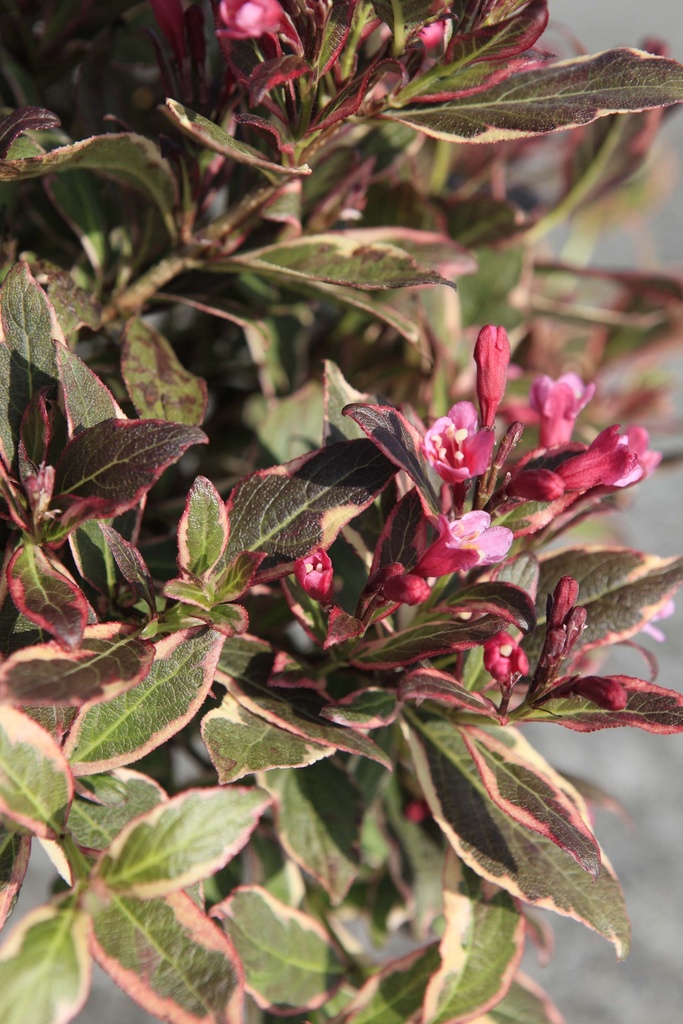 WEIGELA ALL SUMMER® MONET