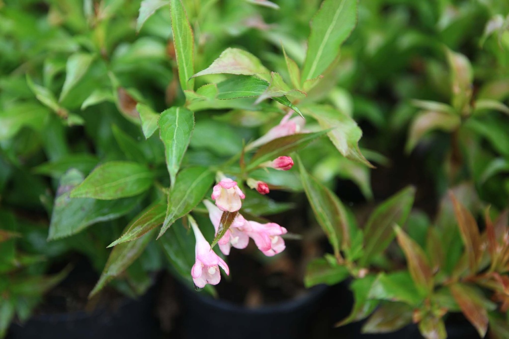 [WASPE30C3] WEIGELA ALL SUMMER® PEACH (Pot 3 liter, 30-40 cm)