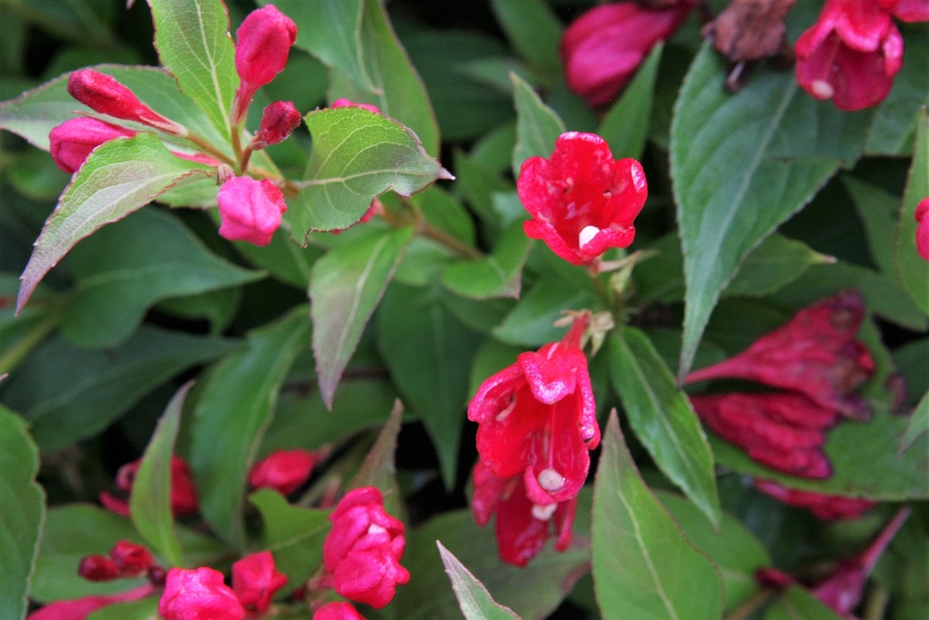 [WASRE3] WEIGELA ALL SUMMER® RED (Pot 3 liter, 40-50 cm)