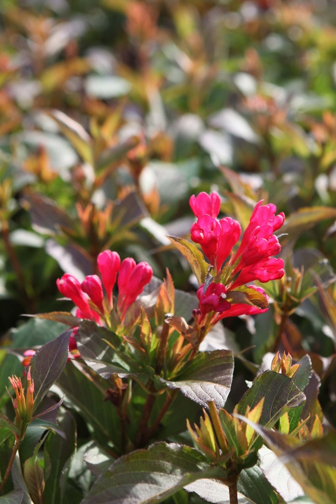 WEIGELA ALL SUMMER® RED
