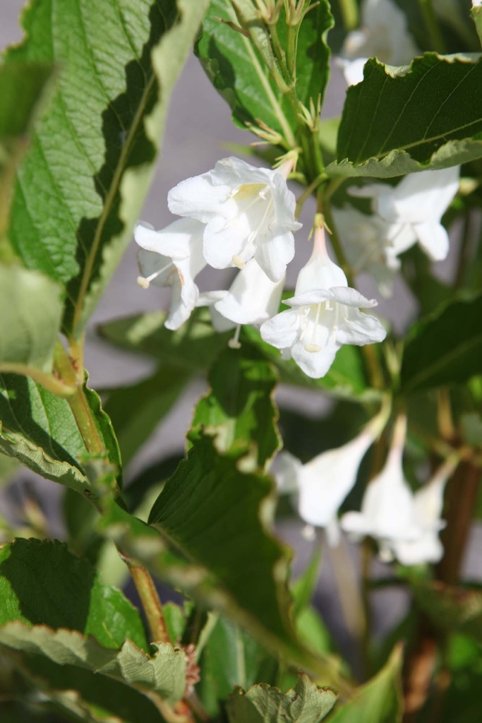 [WBSN40C3] WEIGELA 'BRISTOL SNOWFLAKE' (Pot 3 liter, 40-50 cm)