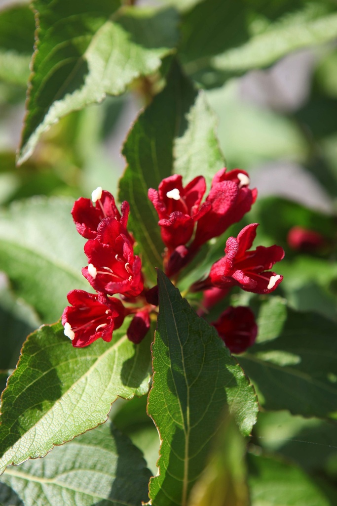 [WCLO30C3] WEIGELA CHERRY LOVE (Pot 3 liter, 30-40 cm)