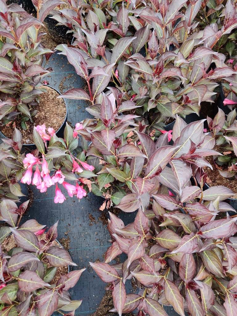 [WFAL3] WEIGELA FLORIDA 'ALEXANDRA' (Pot 3 litres, 30-40 cm)