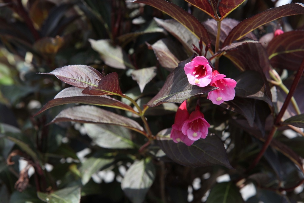 WEIGELA FLORIDA 'ALEXANDRA'