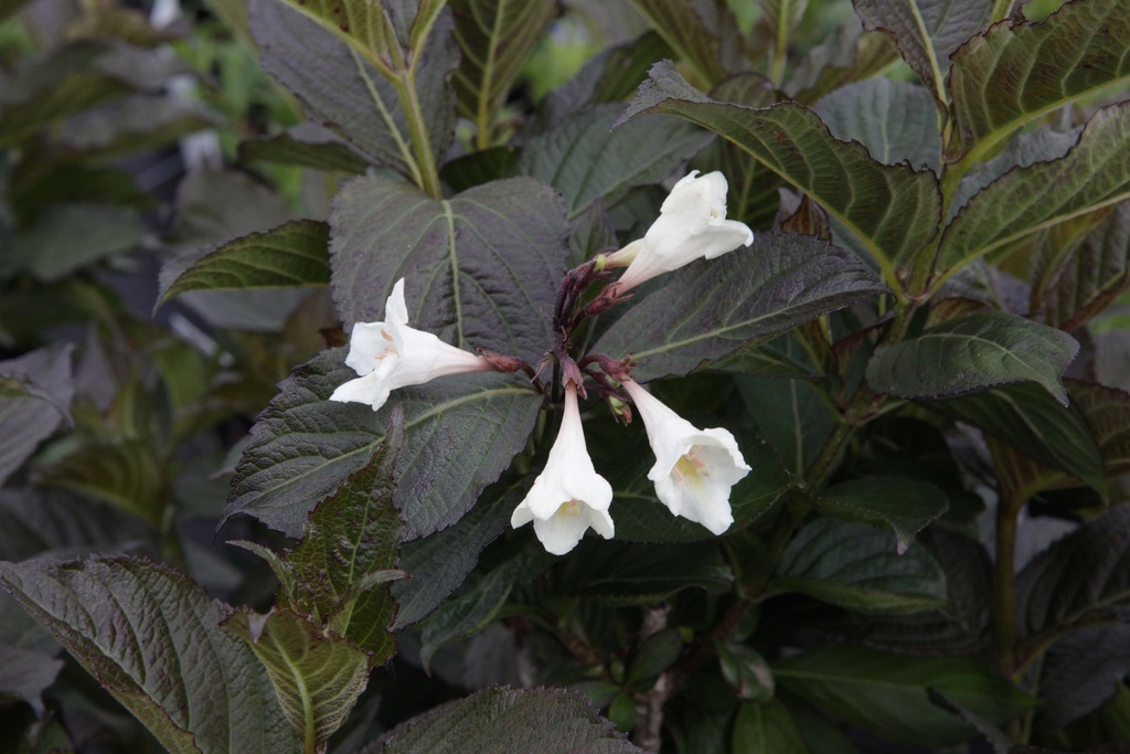 WEIGELA FLORIDA EBONY AND IVORY