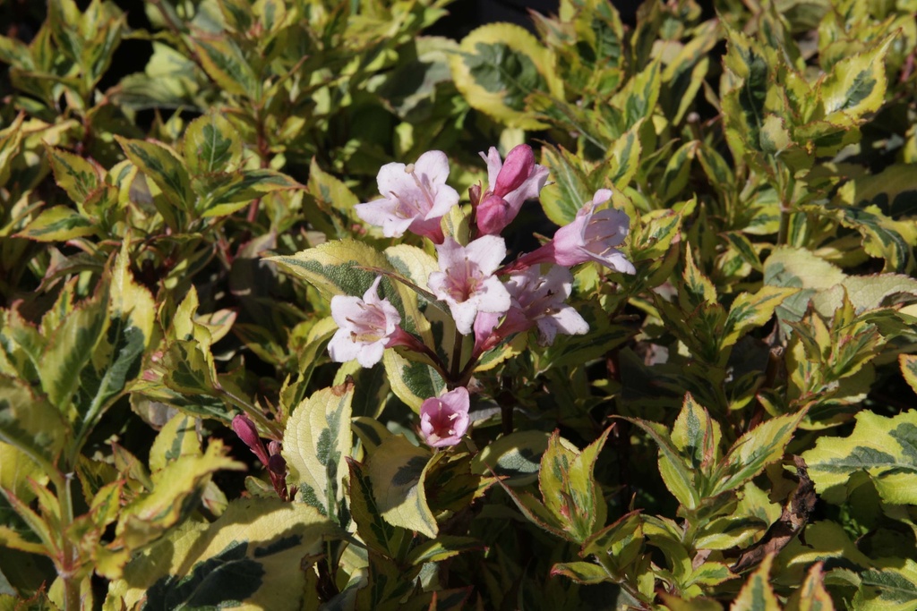 WEIGELA FLORIDA MAGICAL RAINBOW