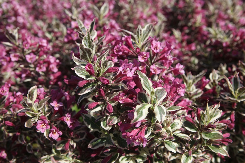 WEIGELA FLORIDA MONET