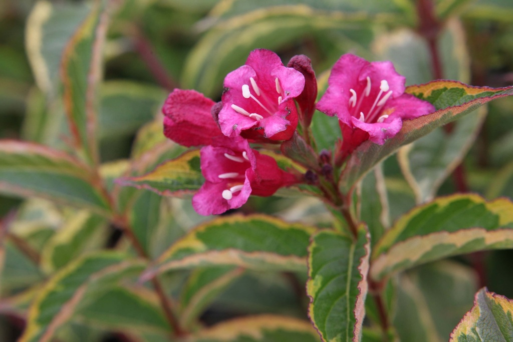 WEIGELA FLORIDA MOULIN ROUGE
