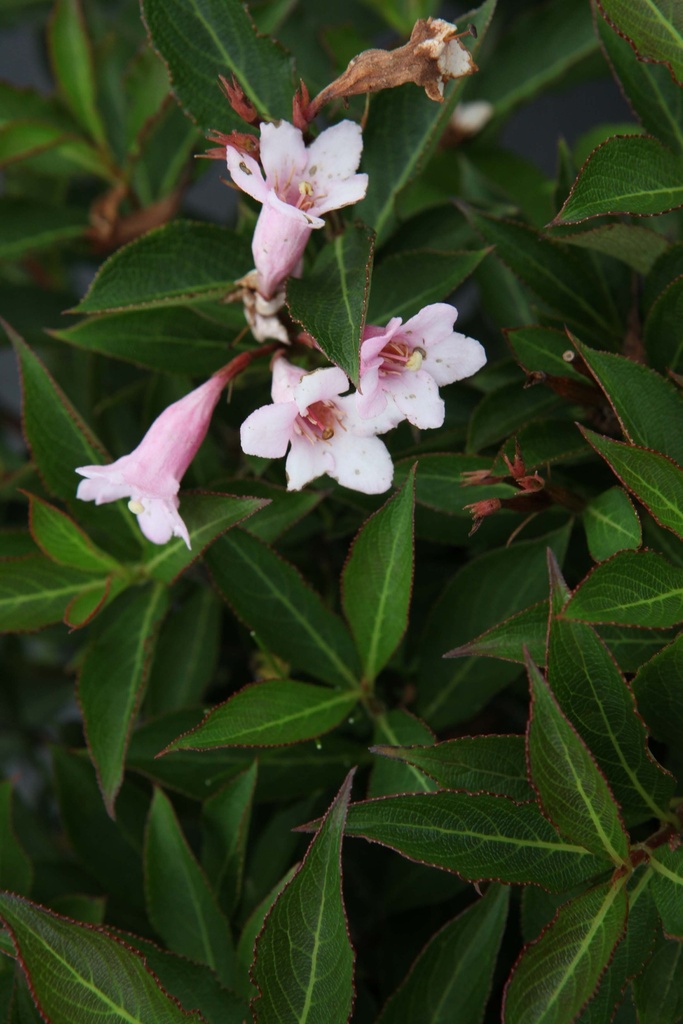 [WFPPO40C3] WEIGELA FLORIDA PINK POPPET (Pot 3 liter, 40-50 cm)