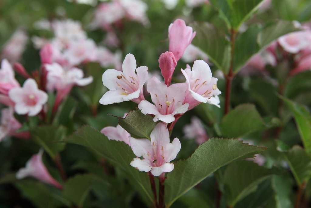 WEIGELA FLORIDA 'POLKA'