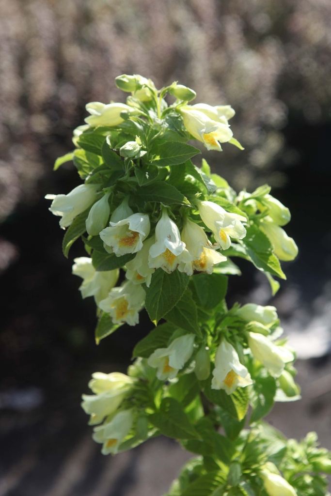 WEIGELA MIDDENDORFFIANA