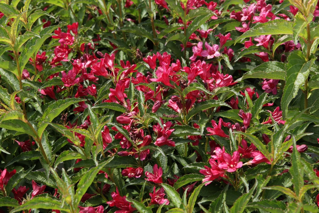 [WNRO30C3] WEIGELA NAIN ROUGE® (Pot 3 liter, 30-40 cm)