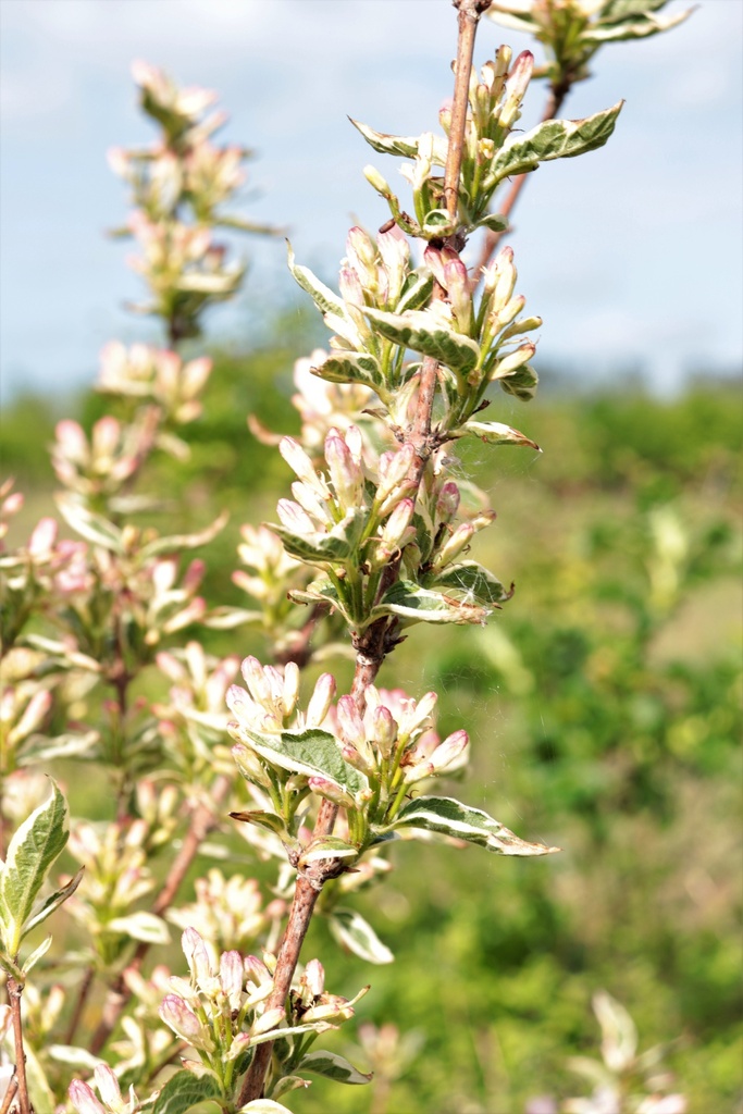 [WFNVA3C] WEIGELA 'NANA VARIEGATA' (Pot 3 litres, 40-50 cm)