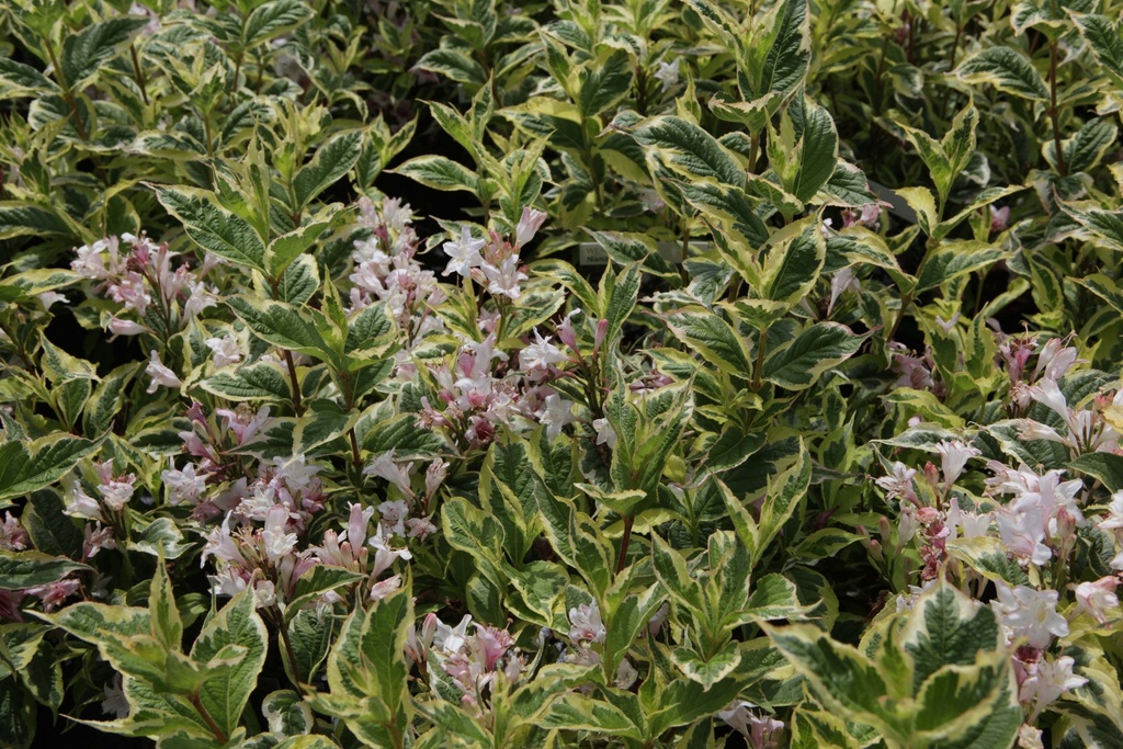 [WFNVA3C] WEIGELA 'NANA VARIEGATA' (Pot 3 litres, 40-50 cm)