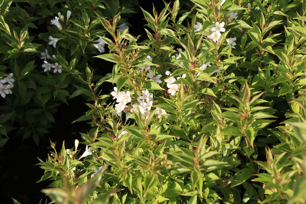 WEIGELA PICOBELLA® BIANCO