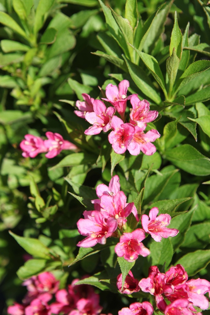 [WPI3] WEIGELA PICOBELLA® ROSA (Pot 3 litres, 30-40 cm)