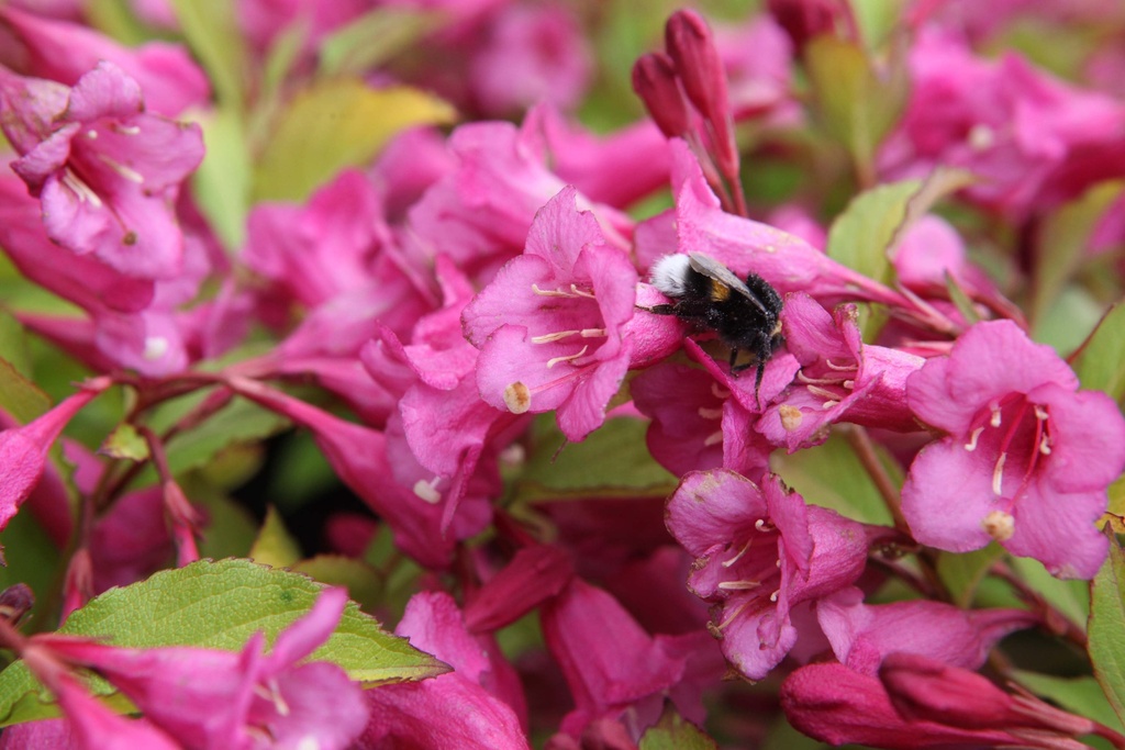 WEIGELA 'PRINCESS AYLA®'