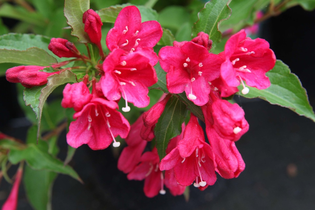 [WRPR3C] WEIGELA 'RED PRINCE' (Pot 3 litres, 40-50 cm)