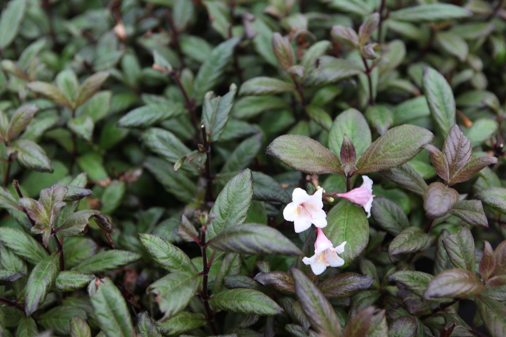 [xx] WEIGELA VINTAGE LOVE (Pot 3 litres, 30-40 cm)