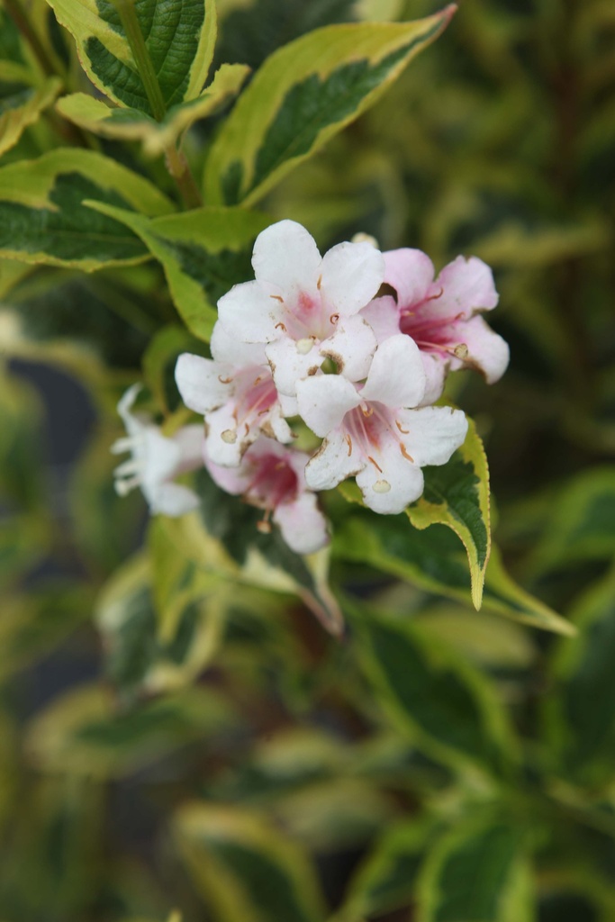 WEIGELA 'WHITE LIGHTNING'