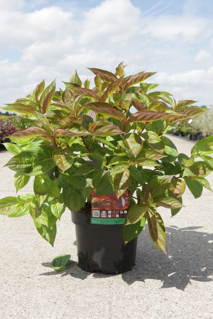 [WWFI3] WEIGELA 'WINGS OF FIRE®' (Pot 3 litres, 40-50 cm)