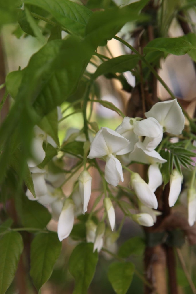 [xx] WISTERIA BRACHYBOTRYS 'KAPITEYN FUJI' (Pot 15 litres, 150-175 cm)