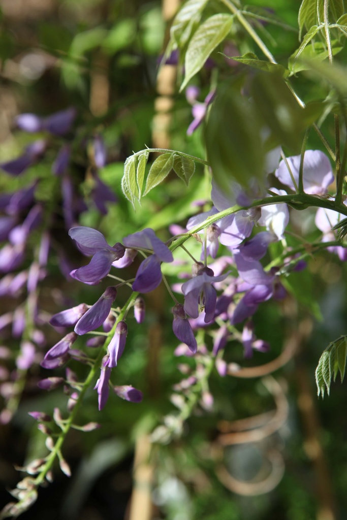 [xx] WISTERIA SINENSIS 'PROLIFIC' (Pot 5 liter, 150-175 cm)