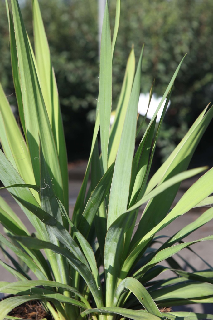 [YUCFI5] YUCCA FILAMENTOSA (Pot 10 litres, 60-80 cm)