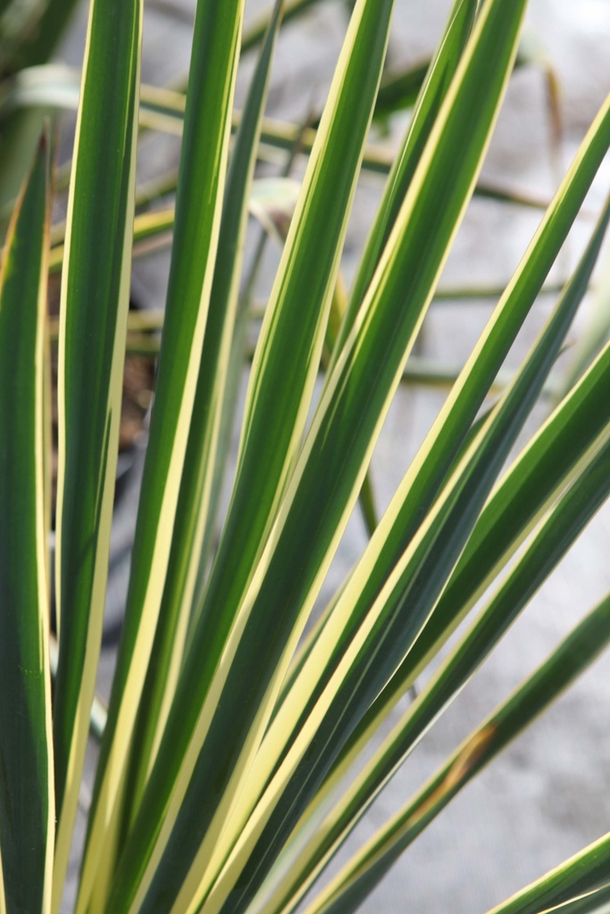 [xx] YUCCA FILAMENTOSA 'BRIGHT EDGE' (Pot 3 liter, 40-60 cm)