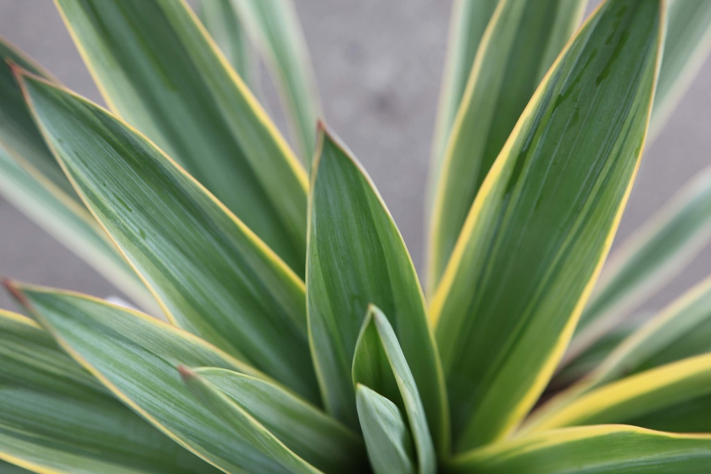 [xx] YUCCA GLORIOSA 'VARIEGATA' (Pot 3 liter, 40-60 cm)