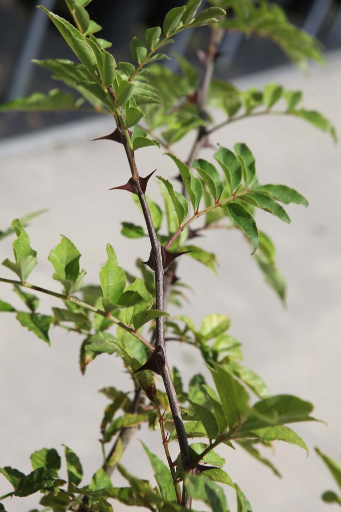 [xx] ZANTHOXYLUM SIMULANS (Pot 15 liter, 100-125 cm)
