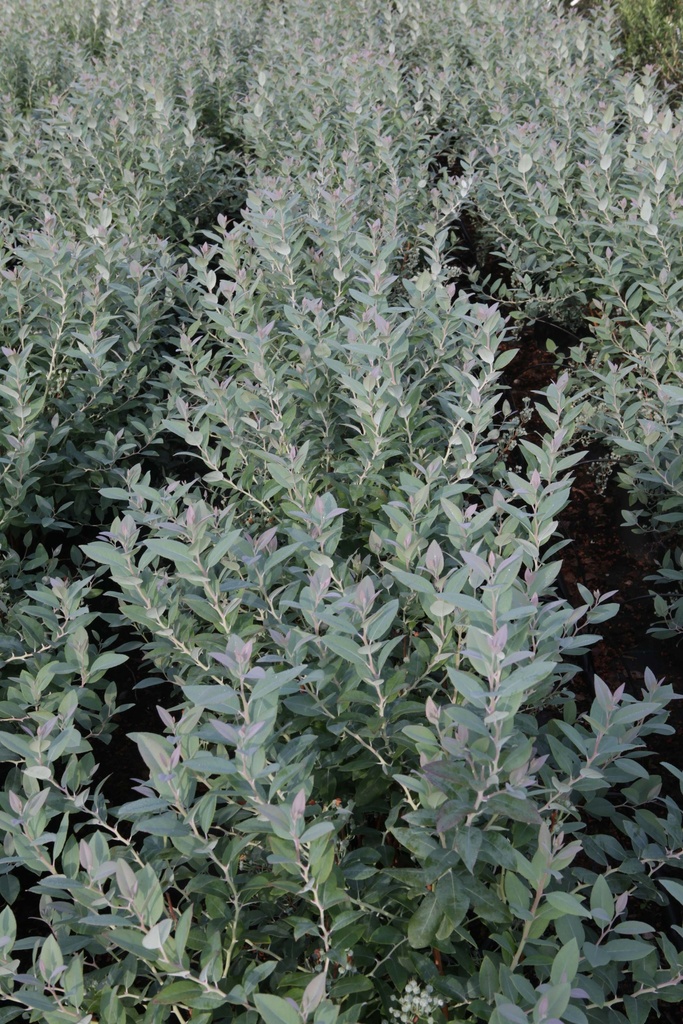 [ZPBSK30C3] ZENOBIA PULVERULENTA 'BLUE SKY' (Pot 3 liter, 30-40 cm)