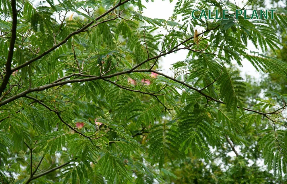 [xx] ALBIZIA JULIBRISSIN OMBRELLA (Pot, Tige 100 cm)