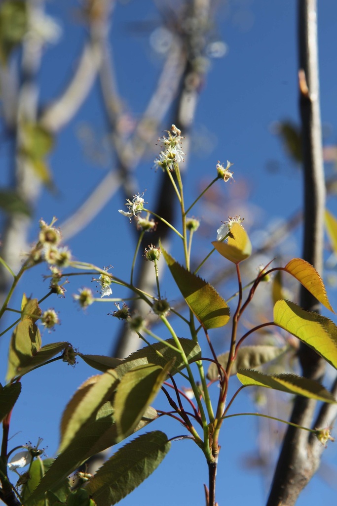 [xx] AMELANCHIER 'BALLERINA' (Pot 5 liter, 60-80 cm)