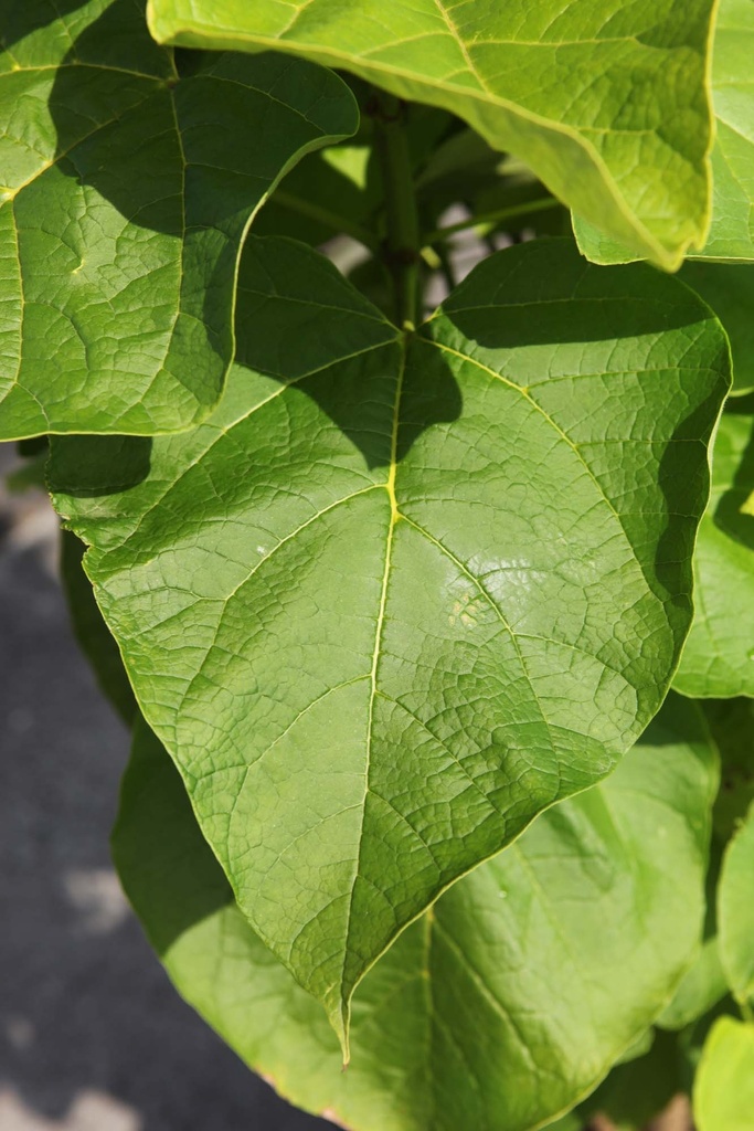 [xx] CATALPA BIGNONIOIDES 'AUREA' (Pot, 125-150 cm)