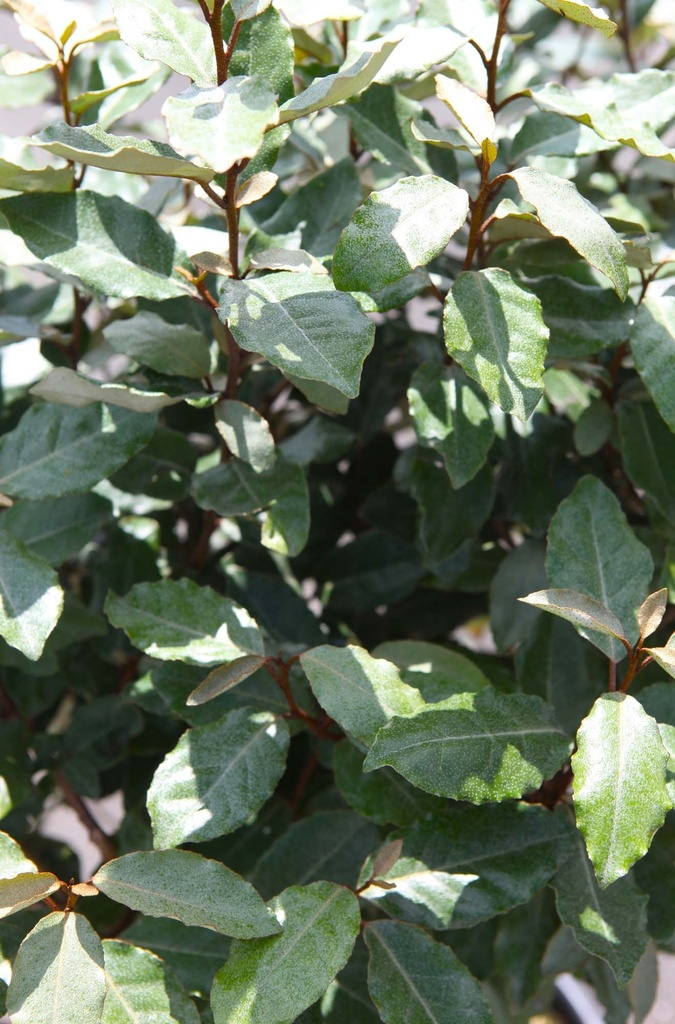 [EECO100C] ELAEAGNUS EBBINGEI 'COMPACTA' (Pot, 100-125 cm)