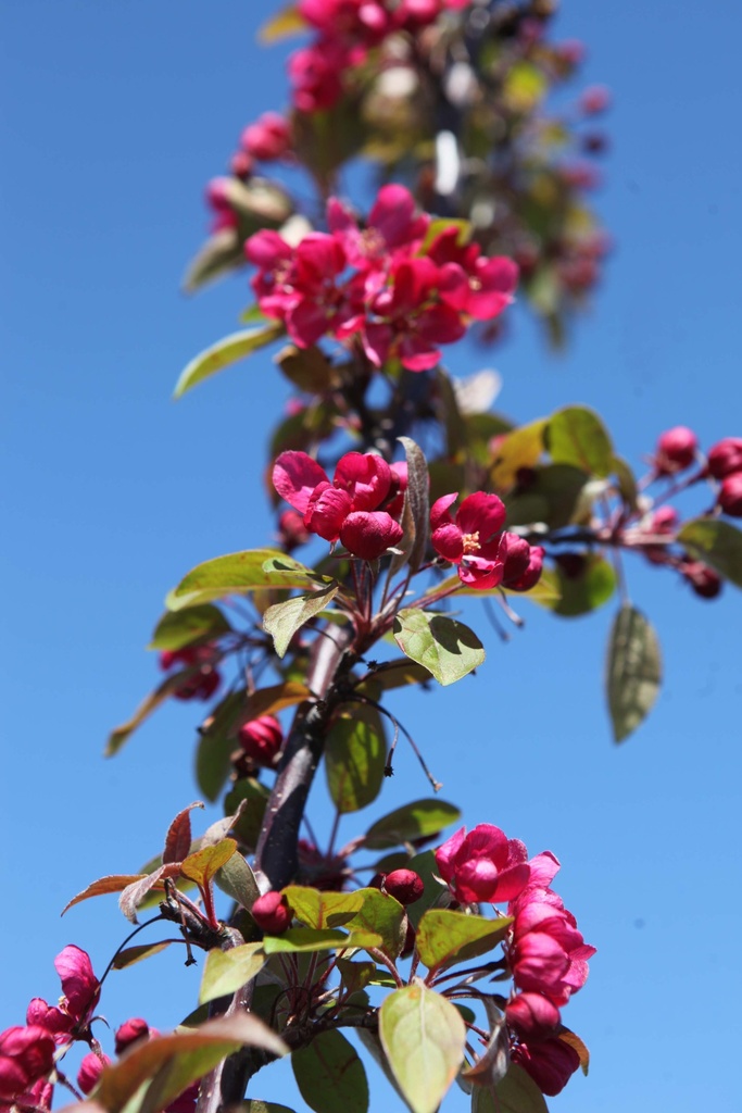 [xx] MALUS 'INDIAN MAGIC' (Pot, 100-125 cm)