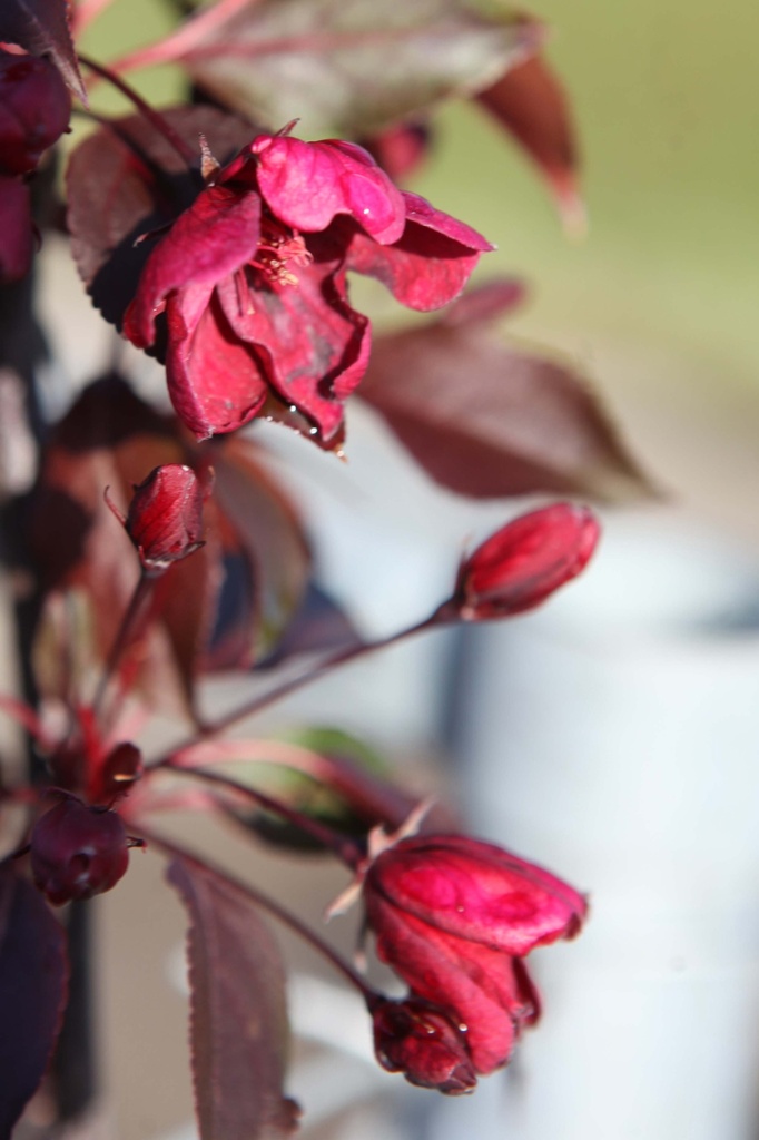 MALUS 'ROYALTY'