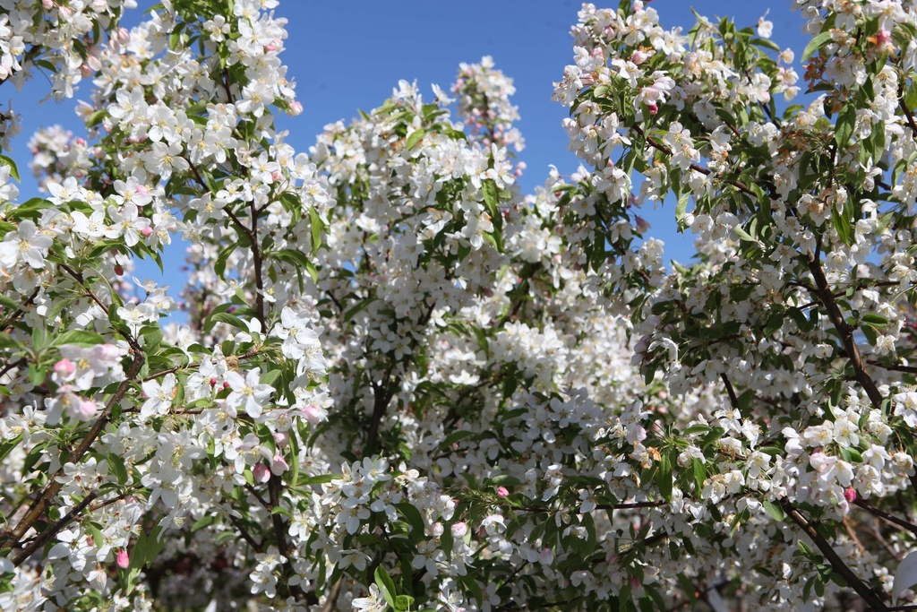 [xx] MALUS 'SUGAR TYME' (Pot 12 liter, 60-80 cm)