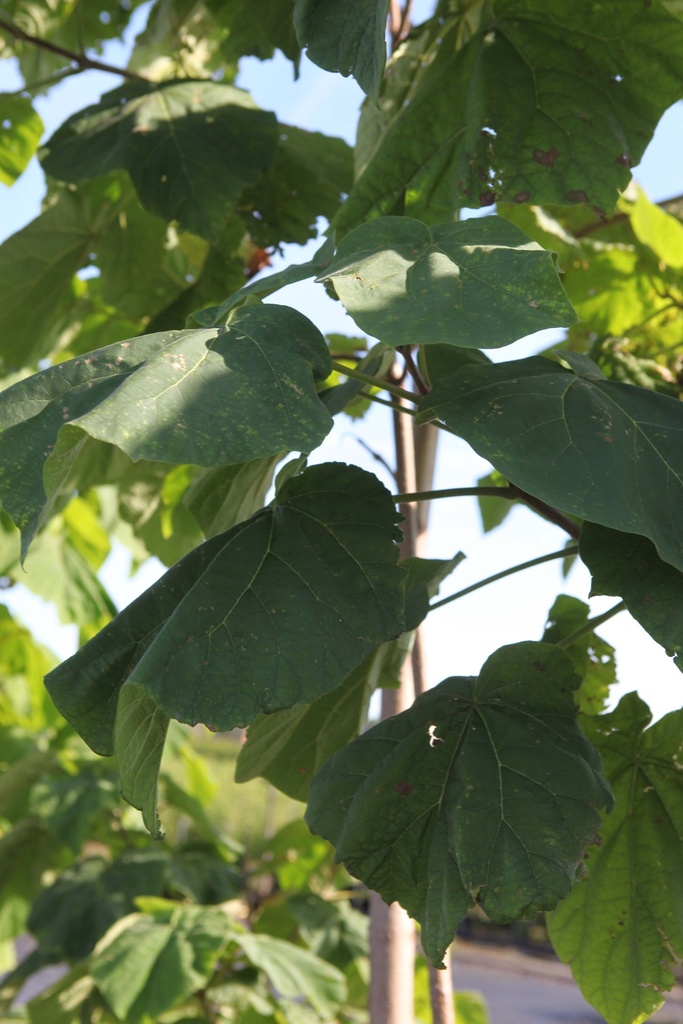 PAULOWNIA TOMENTOSA