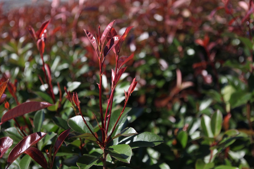 PHOTINIA FRASERI 'RED ROBIN'