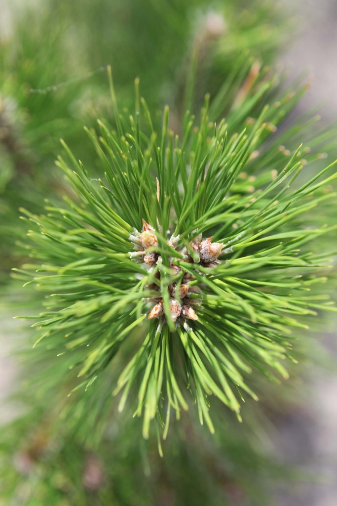 PINUS NIGRA NIGRA