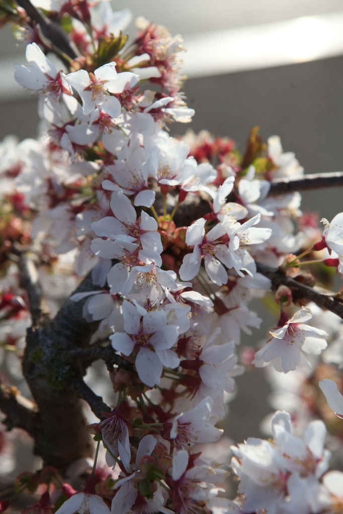 [xx] PRUNUS 'SNOW FOUNTAINS' (Pot 3 litres, 30-40 cm)