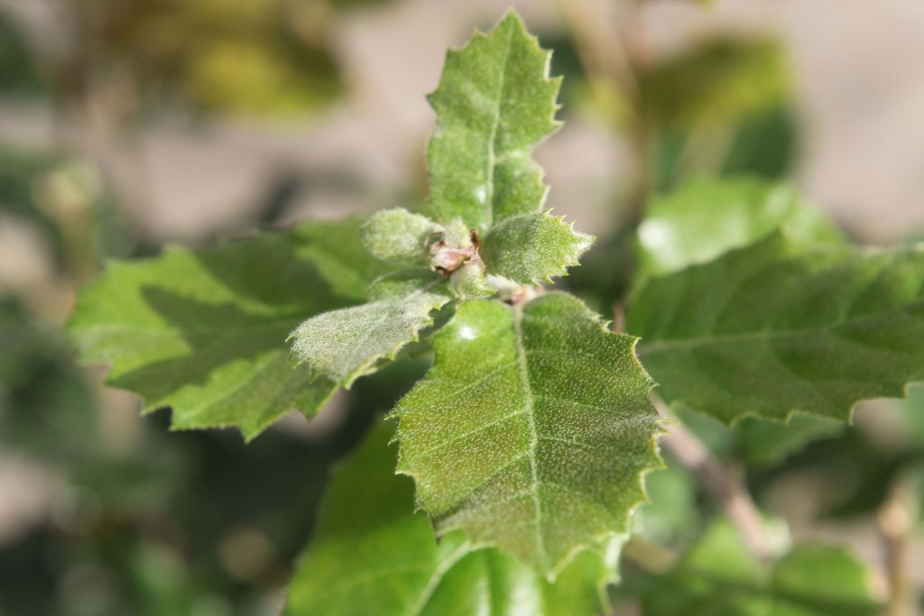 [QIL200] QUERCUS ILEX (Pot, 200-250 cm)