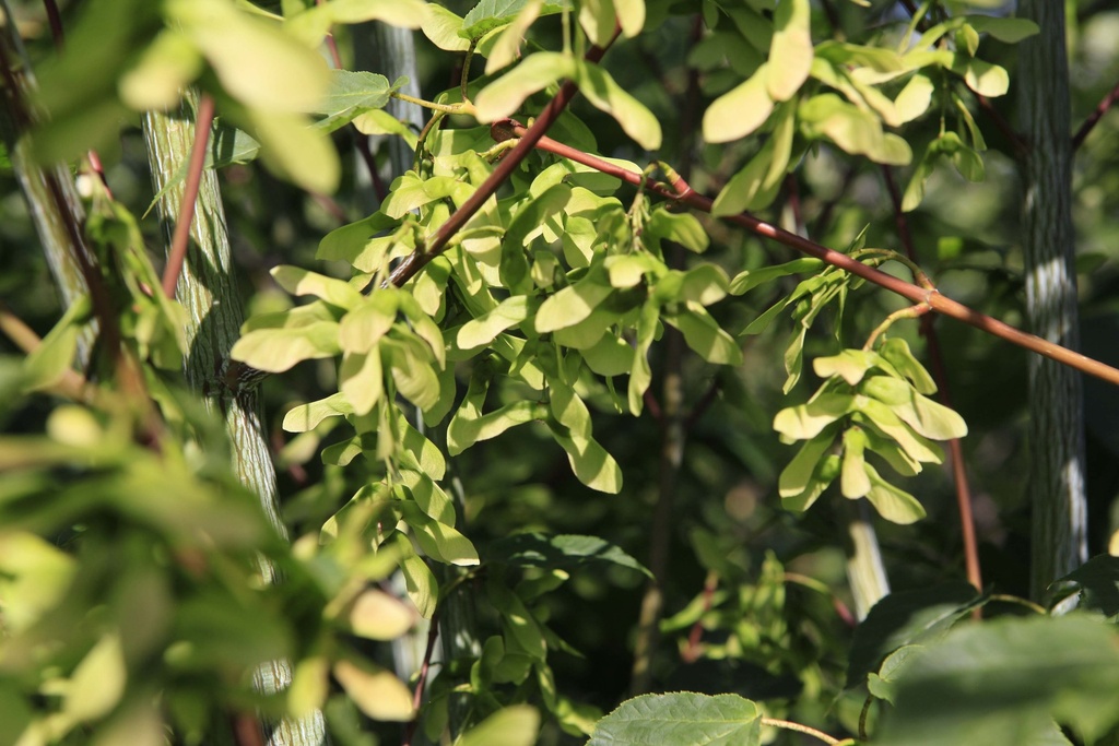 [xx] ACER DAVIDII VIPER® (Pot, 250-300 cm)