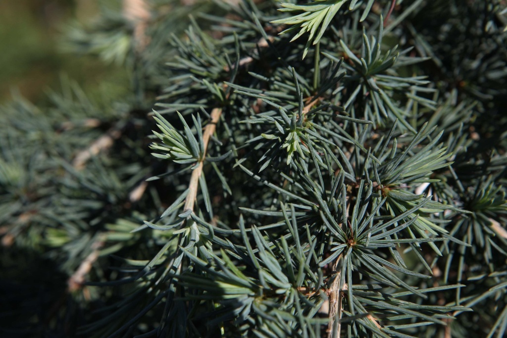 [xx] CEDRUS DEODARA 'FEELIN' BLUE' (Pot 7 liter, 40 cm stam)