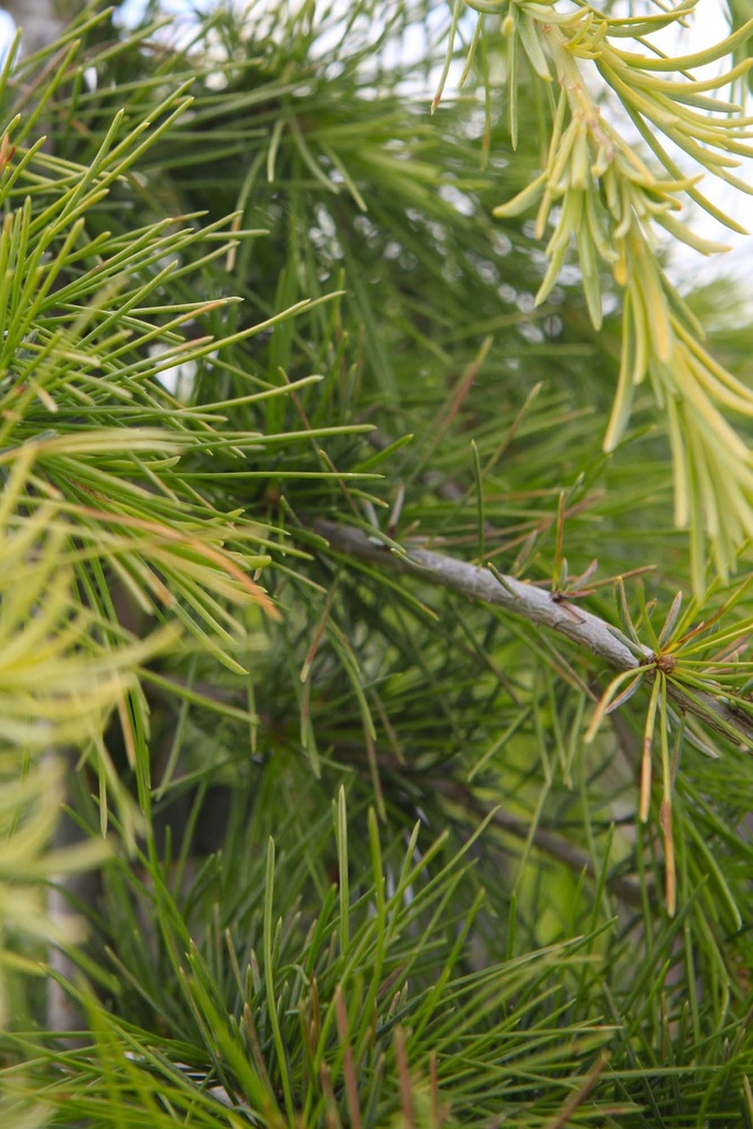 [CDGHO60] CEDRUS DEODARA 'GOLDEN HORIZON' (Pot 10 liter, 60-80 cm)